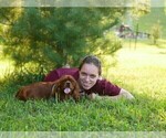 Small Photo #1 Cavalier King Charles Spaniel Puppy For Sale in MARCELLUS, MI, USA