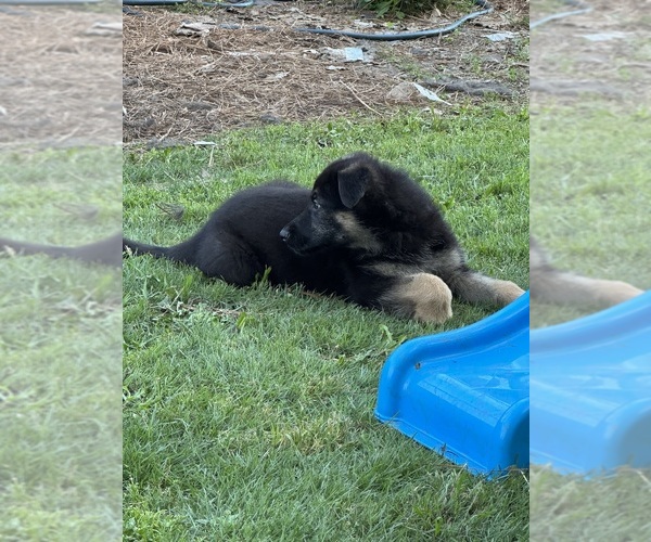 Medium Photo #3 German Shepherd Dog Puppy For Sale in COLUMBUS, GA, USA