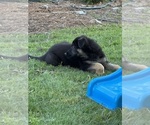 Small #2 German Shepherd Dog
