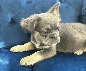 French Bulldog Puppy for sale in STUDIO CITY, CA, USA