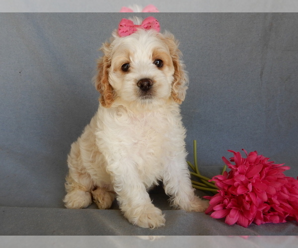 Medium Photo #1 Cockapoo Puppy For Sale in MILLERSBURG, OH, USA