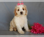 Small Photo #1 Cockapoo Puppy For Sale in MILLERSBURG, OH, USA