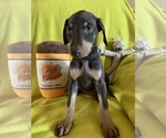 Small Photo #5 Doberman Pinscher Puppy For Sale in JURUPA VALLEY, CA, USA