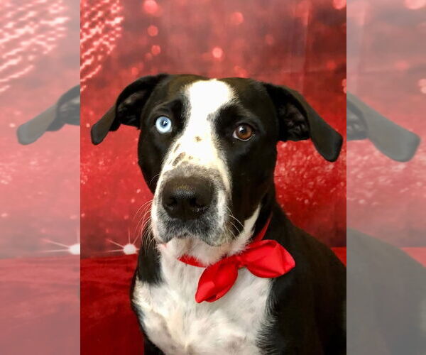 Medium Photo #3 Catahoula Leopard Dog-Unknown Mix Puppy For Sale in Hillsboro, MO, USA