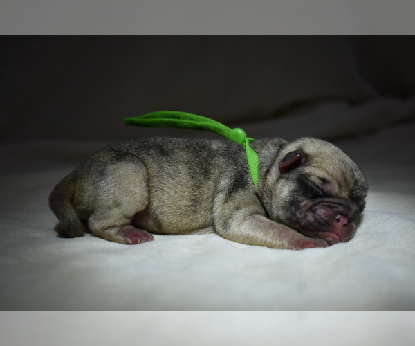 Medium Photo #2 Pug Puppy For Sale in PALM COAST, FL, USA