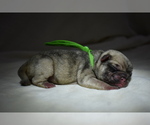 Small #1 Pug