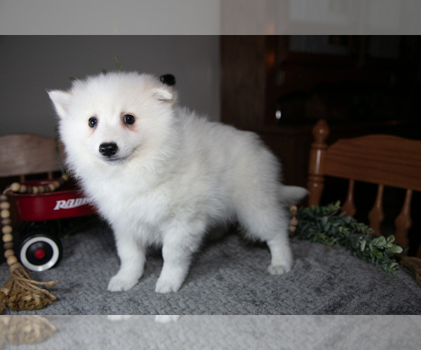 Medium Photo #12 Miniature American Eskimo Puppy For Sale in GENEVA, IN, USA