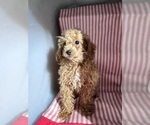 Small Photo #11 ShihPoo Puppy For Sale in DURHAM, CT, USA