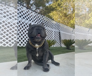 French Bulldog Puppy for sale in VICTORVILLE, CA, USA