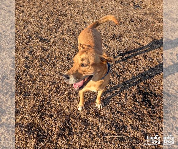 Medium Photo #9 Labrador Retriever-Unknown Mix Puppy For Sale in Washington, DC, USA