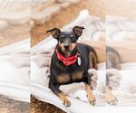 Small #2 Miniature Pinscher Mix