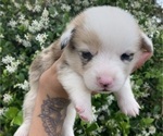 Small Photo #8 American Corgi Puppy For Sale in BRANDON, FL, USA