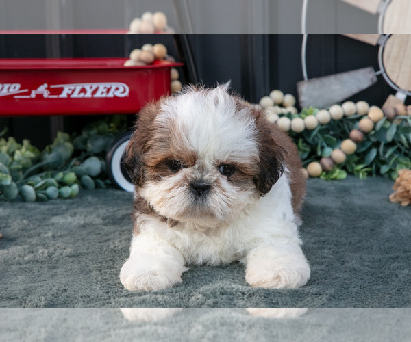 Medium Photo #16 Shih Tzu Puppy For Sale in CLARE, MI, USA