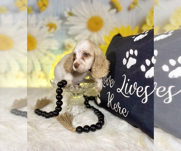 Medium Photo #6 Cocker Spaniel Puppy For Sale in RIPLEY, MS, USA