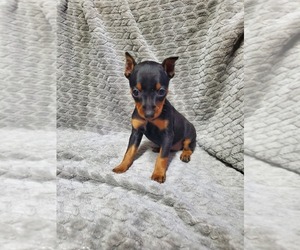 Miniature Pinscher Puppy for sale in NOCONA, TX, USA