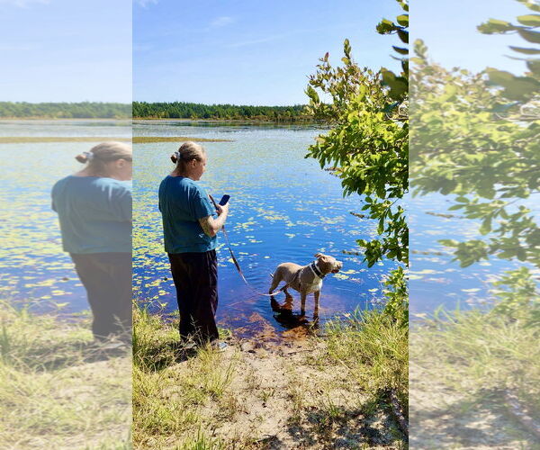 Medium Photo #38 Staffordshire Bull Terrier-Unknown Mix Puppy For Sale in Mount Laurel, NJ, USA