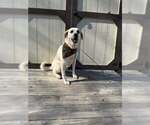 Small #4 Anatolian Shepherd-Labrador Retriever Mix