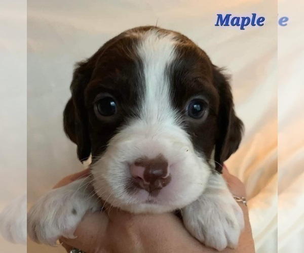 Medium Photo #2 English Springer Spaniel Puppy For Sale in DILLSBURG, PA, USA