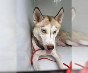 Siberian Husky-Unknown Mix Dogs for adoption in Houston, TX, USA