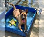 Small #1 German Shepherd Dog