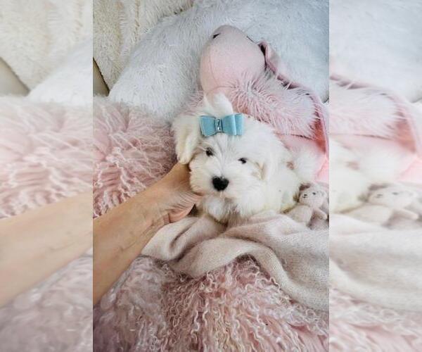 Medium Photo #2 Maltese Puppy For Sale in NAPLES, FL, USA