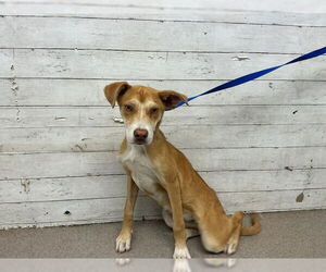 German Shepherd Dog-Unknown Mix Dogs for adoption in San Bernardino, CA, USA