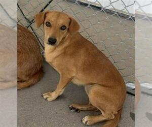 Chihuahua Dogs for adoption in Bakersfield, CA, USA