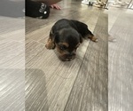 Puppy Puppy 2 Yorkshire Terrier