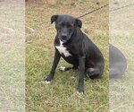 Small Photo #5 Bulldog-Labrador Retriever Mix Puppy For Sale in Glenwood, GA, USA
