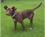 Small #2 German Shepherd Dog-Retriever  Mix