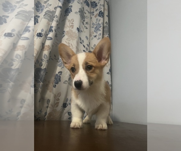 Medium Photo #72 Pembroke Welsh Corgi Puppy For Sale in DURHAM, CT, USA