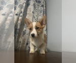 Small #71 Pembroke Welsh Corgi
