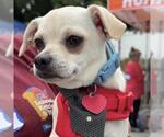 Small #13 Chihuahua Mix
