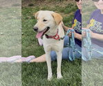 Small #2 Labrador Retriever Mix