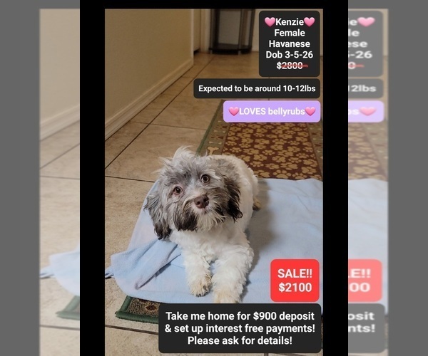 Medium Photo #1 Havanese Puppy For Sale in TUCSON, AZ, USA
