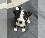Small Photo #2 Mutt Puppy For Sale in Salinas, CA, USA