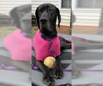 Small #1 Great Dane