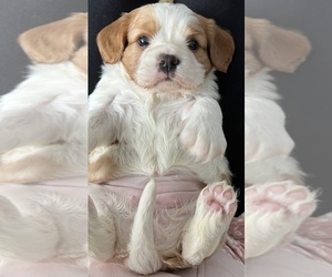 Cavalier King Charles Spaniel Puppy for sale in FALL RIVER, MA, USA