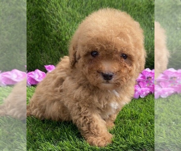 Medium Photo #2 Poodle (Toy) Puppy For Sale in NAPLES, FL, USA