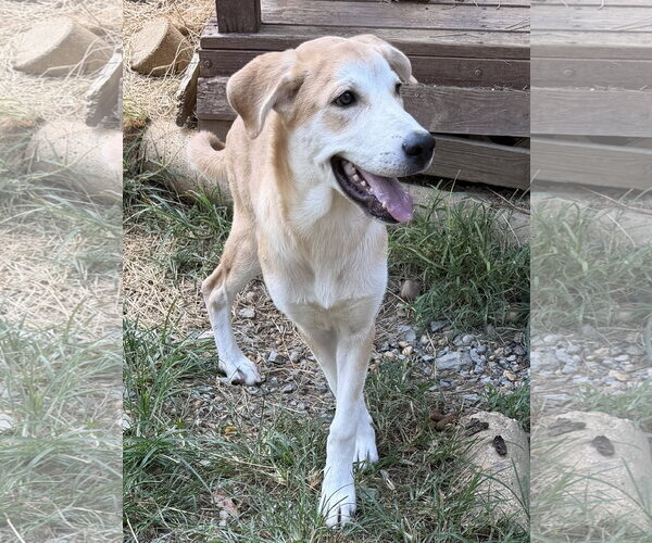 Medium Photo #4 Labrador Retriever-Unknown Mix Puppy For Sale in Wetumpka, AL, USA
