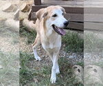 Small #3 Labrador Retriever Mix