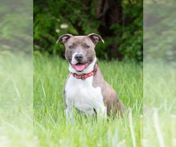 Medium Photo #2 American Pit Bull Terrier Puppy For Sale in Derwood, MD, USA