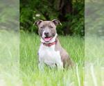Small #1 American Pit Bull Terrier