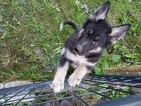 Small Photo #1 Native American Indian Dog Puppy For Sale in CHERRY CREEK, NY, USA