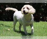 Small #1 Goldendoodle (Miniature)