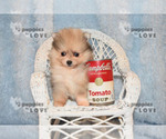 Small Photo #10 Pomeranian Puppy For Sale in SANGER, TX, USA