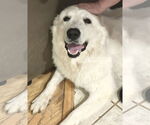 Small #11 Great Pyrenees