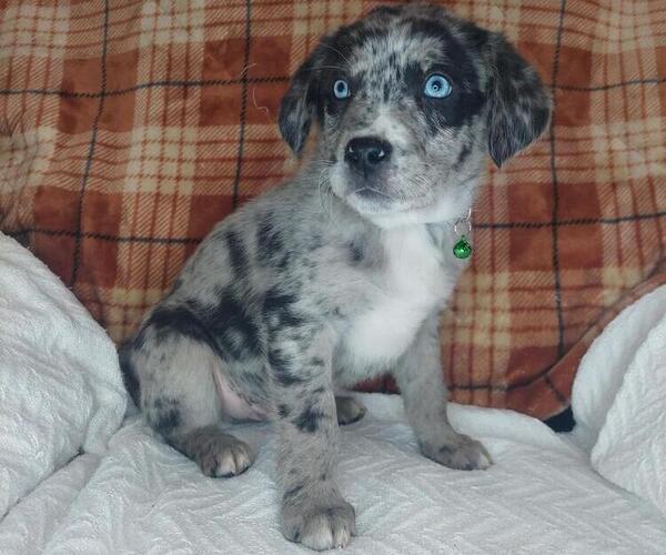 Medium Photo #2 Sheprador Puppy For Sale in LEWISBURG, KY, USA