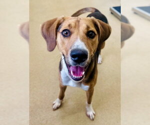 American Foxhound-Unknown Mix Dogs for adoption in Derwood, MD, USA