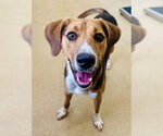 Small American Foxhound Mix